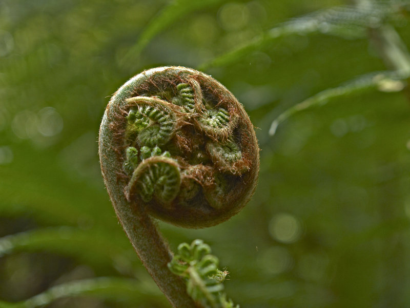 Cycad, Mait's Rest